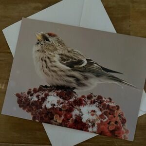 Common‎ Redpoll Greeting Card Family & Friend Blank Note Card with Envelope